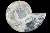 Polished Ammonite Fossil (Half) - Agatized #72931-1